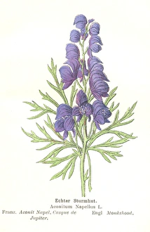Perennial Gallery: Aconitum