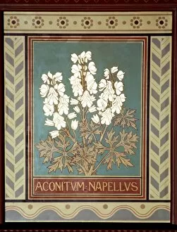 Aconitum napellus, monkshood