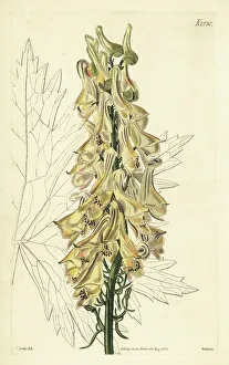 Caucasus Prints: Aconitum orientale