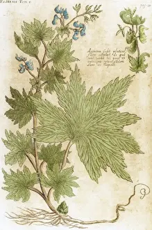 Seventeenth Prints: Aconitum. Seventeenth-century engraving in Bibliotheca Phar