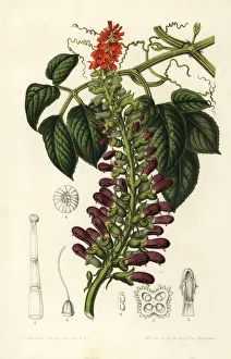 Stroobant Collection: Acoquila, Tourrettia lappacea