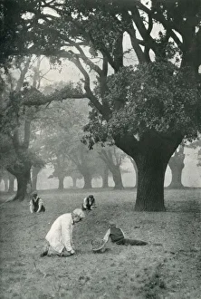 Images Dated 24th October 2019: The Acorn Harvest at Chingford, Epping Forest
