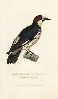 Acorn Gallery: Acorn woodpecker, Melanerpes formicivorus