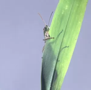 Acrididae Gallery: Acrididae, grasshopper