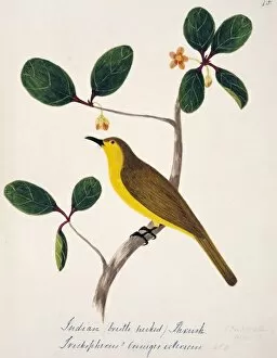 Margaret Bushby Lascelles Collection: Acritillas indica icterica, yellow-browed bulbul