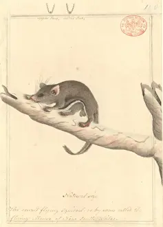 Acrobates pygmaeus, pygmy glider