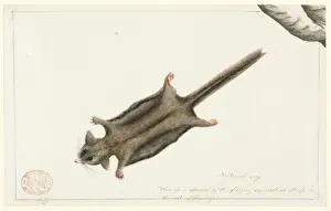 Marsupial Prints: Acrobates pygmaeus, pygmy glider
