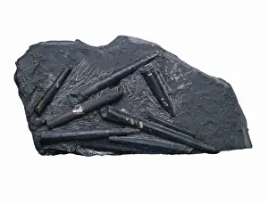 Sedimentary Prints: Acroceolites subtenius, belemnites