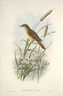 Acrocephalidae Gallery: Acrocephalus arundinaceus, great reed warbler