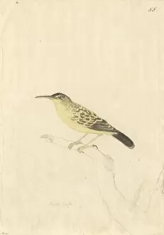 Acrocephalidae Gallery: Acrocephalus caffer, long-billed reed warbler