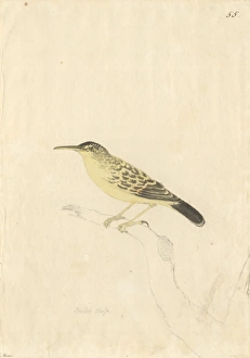 Acrocephalus Gallery: Acrocephalus caffer, long-billed reed warbler