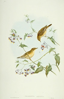 Acrocephalus Gallery: Acrocephalus paludicola, aquatic warbler