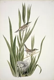 Acrocephalus Gallery: Acrocephalus schoenobaenus, sedge warbler