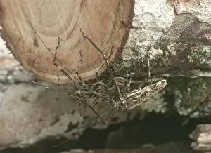 Acrocinus longimanus, Harlequin beetle