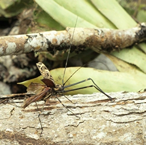 Acrocinus Gallery: Acrocinus longimanus, Harlequin beetle