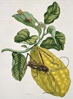 Aurantiaceae Collection: Acrocinus longimanus, harlequin beetle and Citrus medica, et