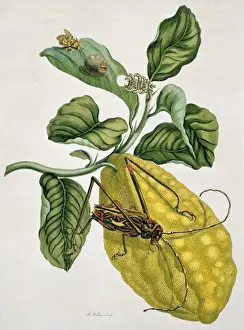17th Century Prints: Acrocinus longimanus, harlequin beetle and Citrus medica, et