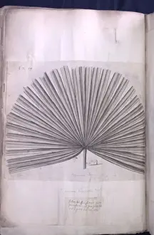 Polypodiophyta Prints: Acrocomia spinosa, macca fat palm