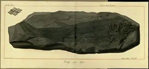 Willoughby Prints: Acrolepis asper Agassiz