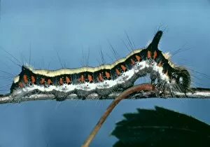 Agrotidae Gallery: Acronicta psi, grey dagger moth caterpillar
