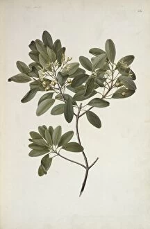 Aurantiaceae Collection: Acronychia laevis, hard aspen