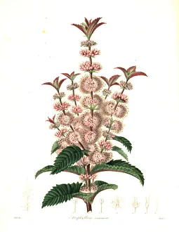 Nevitt Collection: Acrophyllum australe. Vulnerable