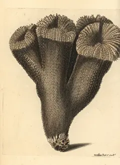 Acropora carduus coral