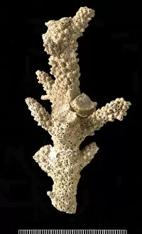 Cenozoic Gallery: Acropora, a scleractinian coral