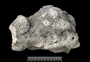 Acropora Gallery: Acropora, Worn coral