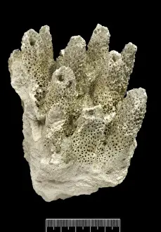 Acropora, Worn coral