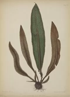 Acrostichum squamosum