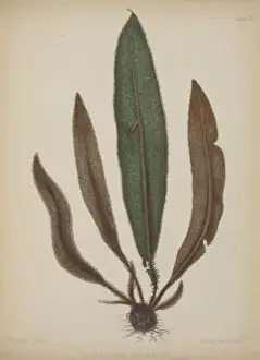 Polypodiophyta Prints: Acrostichum squamosum