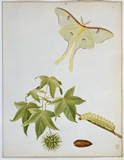 Abbot Prints: Actias luna, emperor moth