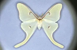 Luna Prints: Actias luna, luna moth