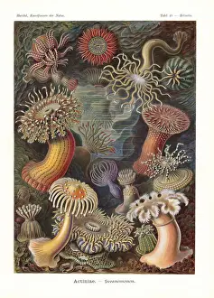 Bellis Prints: Actiniae or sea anenomes