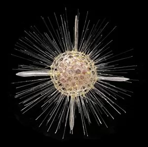 1822 1895 Collection: Actinomma asteracanthion, radiolarian