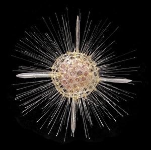 Rhizaria Collection: Actinomma asteracanthion, radiolarian