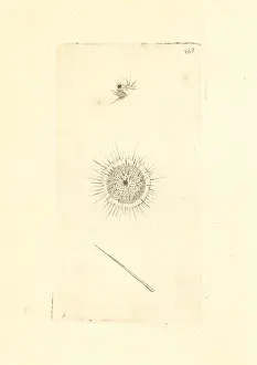 Actinophrys sol