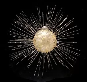 Radiozoa Collection: Actinophrys sol, heliozoan