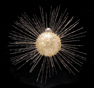Rhizaria Collection: Actinophrys sol, heliozoan