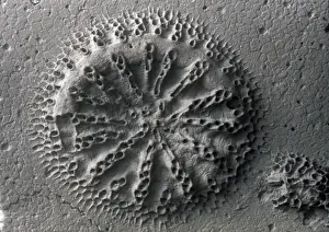 Bryozoan Prints: Actinopora disticha, bryozoan