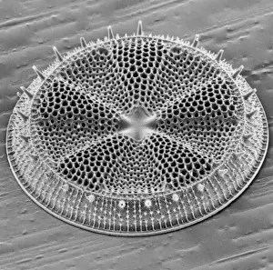 Silica Prints: Actinoptychus, diatom