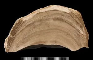 Actinostroma, a dome-shaped stromatoporoid