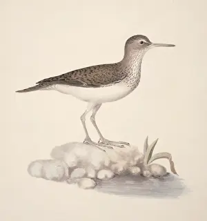 Actitis hypoleucos, common sandpiper