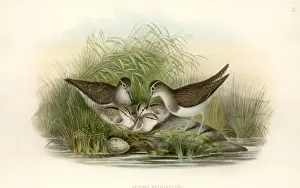 Actitis hypoleucos, common sandpiper