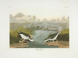 Actitis Gallery: Actitis macularius, spotted sandpiper