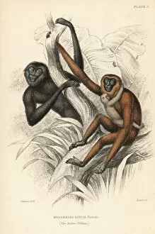 Agilis Gallery: Active gibbon, female, Hylobates agilis. Endangered