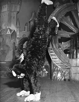 Actress Freda Wyn doing handstand in cat costume