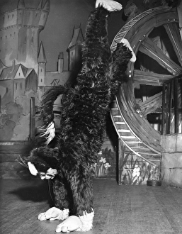 Acrobatics Gallery: Actress Freda Wyn doing handstand in cat costume