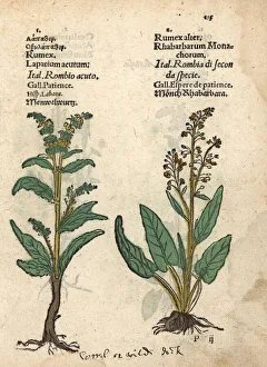 Alpinus Gallery: Acute dock, Rumex acutus, and alpine dock, Rumex alpinus